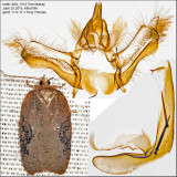 3539 - Lesser Maple Leafroller - Acleris chalybeana