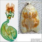 3503 - Oak Leaftier - Acleris semipurpurana IMG_7228.jpg