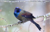 Common Grackle - Quiscalus quiscula