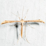 6234 - Morning-glory Plume Moth - Emmelina monodactyla