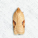 3516 - Acleris comandrana