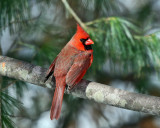 Northern Cardinal - Cardinalis cardinalis