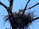 Great Horned Owls - Bubo virginianus
