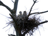 Great Horned Owls - Bubo virginianus