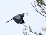 Great Blue Heron - Ardea herodias