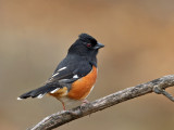 Eastern Towhee - Pipilo erythrophthalmus