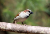 House Sparrow - Passer domesticus