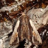 10520 - Bicolored Woodgrain - Morrisonia evicta