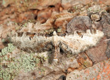 7605 - Tawny Pug - Eupithecia ravocostaliata