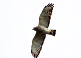 Broad-winged Hawk - Buteo platypterus