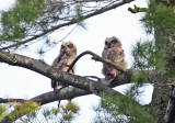 Great Horned Owlets - Bubo virginianus