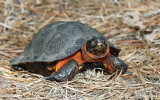 Wood Turtle - Clemmys insculpta