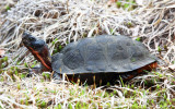 Wood Turtle - Clemmys insculpta