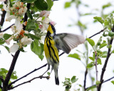 Magnolia Warbler - Setophaga magnolia