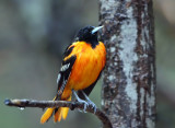 Baltimore Oriole - Icterus galbula