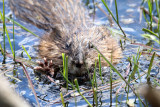 Common Muscrat - Ondatra zibethicus