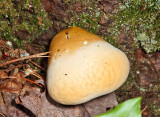 Ganoderma lucidum