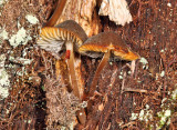 Mycena griseoviridis