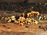 Spathularia sp.