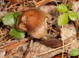 Hebeloma sp. being eaten by a slug