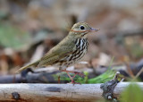 Ovenbird - Seiurus aurocapilla