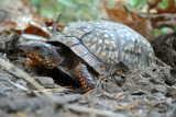 Eastern Box Turtle - Terrapene carolina (laying eggs)