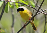 Common Yellowthroat - Geothlypis trichas