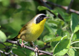 Common Yellowthroat - Geothlypis trichas