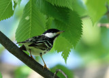 Blackpoll Warbler - Setophaga striata