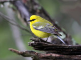 Blue-winged Warbler - Vermivora cyanoptera