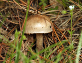 Inocybe sp.