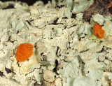 Phlogiotis helvelloides? (Red Witches Butter growing through lichen))