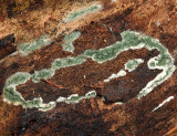 Trichoderma viride