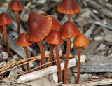 Conocybe sp.