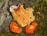 Polyporus alveolaris - (Hexagonal-pored polypore)