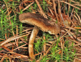 Inocybe sp.