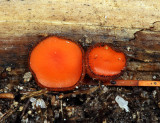 Scutellinia scutellata - (Eyelash cup)