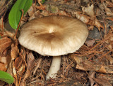 Eastern American Platterful Mushroom - Megacollybia rodmanii 