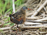 Virginia Rail - Rallus limicola