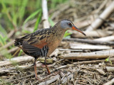 Virginia Rail - Rallus limicola