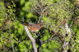 Eastern Towhee - Pipilo erythrophthalmus