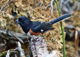 Eastern Towhee - Pipilo erythrophthalmus