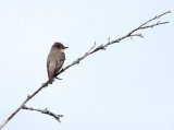 Olive-sided Flycatcher - Contopus cooperi 