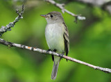 Willow Flycatcher - Empidonax traillii