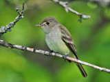 Willow Flycatcher - Empidonax traillii