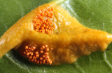 Puccinia coronota (on glossy buckthorn)