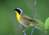 Common Yellowthroat - Geothlypis trichas