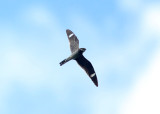 Common Nighthawk - Chordeiles minor