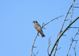 Northern Rough-winged Swallow - Stelgidopteryx serripennis