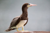 Brown Booby - Sula leucogaster